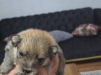 Pomeranian Bu Kadar Uyguna İmkansız