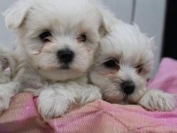 Dünya Tatlısı Terrier Yavruları