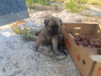 Üst Düzey Yavru Kangal Köpekleri