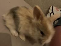 Hollanda Lop Tavşan