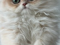 British Longhair Gerçek Saf Kan Golden