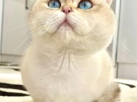 Ay12 Blue Golden British Shorthair Full Anne-Baba Şecere
