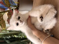 Adanadan Safkan British Shorthair Yavrularımız