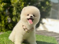 Sevimli Pomeranian Boo Köpeği Yavrular