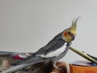 Ev Bakımlı Temiz Eş Kuşlar