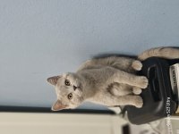 British shorthair 4 aylık lilac