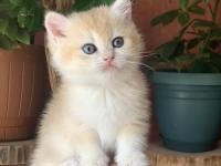 Prenses british shorthair sasha