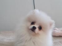 Pomeranian Irk Ve Sağlık Garantili