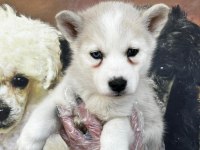 Türünün güzeli erkek husky yavrusu köpekler