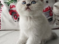 Tatlış Yavru Kedilerim Yeni Sahiplerini Heyecanla Bekliyor