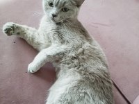 10-11 aylık british için yuva aranıyor