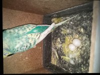 Takım Muhabbet Kuşumuz