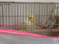 2 Yaşında Çift Sultan Papağanı