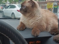 British Siyam Kırması 2 Saf Irk