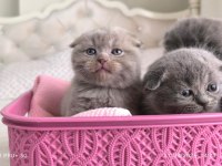 Scottish Fold Yavru Kediler