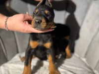 King Doberman Erkek Ve Dişi Yavrular
