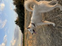 Safkan Sibirya Kurdu 1,5 Yaşında