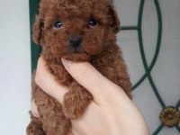 Safkan toy poodle yavrularımız