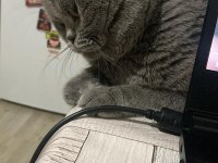 Acil Ücretsiz Sahiplendirme Ankara İçi British Shorthair