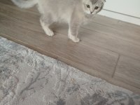 Kedimiz Cookie Yeni Yuvasını Arıyor