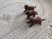 Toy Poodle Bebişler