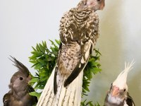 35 Günlük Yavru Bebek Sultan Papağanları A Kalite Wf