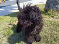 6 Aylık Siyah Toy Poodle