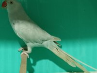 Buz Mavisi Mutasyon Pakistan Papağanı