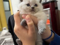 Bluepoint Yavru Kediler