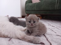 1 Aylık Scottish Straight Ve Scottish Fold Lilac