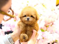 Toy poodle yavru 2 aylık