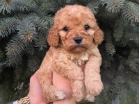 Büyümeyen Maltipoo Bebekler