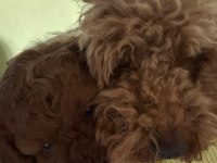 Safkan Yavru Toy Poodle
