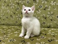 2 aylık erkek beyaz british shorthair