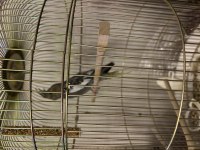 Kafesiyle Birlikte Yavru Sultan Papağanı Erkek