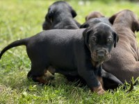 Şeceresiz Black Tan 30 Günlük Özel Doberman Yavrusu