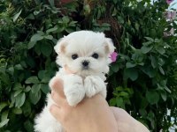 Mini boy maltese terrier yavrularımız