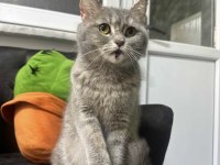 British Shorthair İçin Yuva Aranıyor