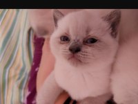 Kedimize yeni yuva aranıyor