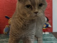 British shorthair kedimi sahiplendiriyorum