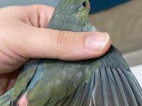 2.5 aylık dişi turkuaz forpus