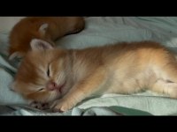 %100 Safkan Ny12 British Shorthair Bebeklerimiz