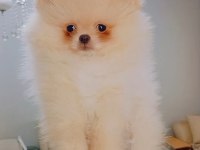 Pomeranian Boo Erkek