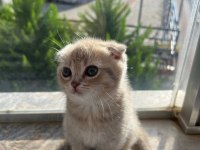 Kusursuz Güzellik Scottish Fold Yavrular