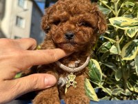 Orijinal Güler Yüzlü Show Kalite Poodle Köpeğimiz