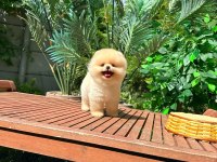 Safkan Pomeranian Boo