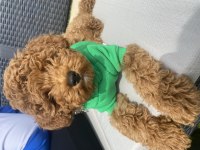 3 aylık erkek toy poodle