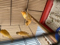 Genç 2025 Doğumlu Yavru Kanaryalar