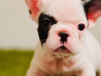 French Bulldog Yavruları