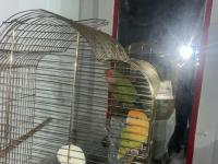 Dişi Ve Erkek Yetişkin Kafesi İle Sevda Papağanı